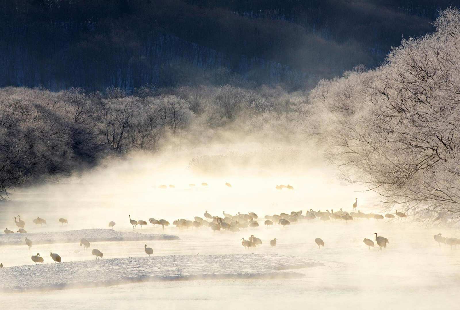 必应壁纸 2020年2月16日 薄雾笼罩的河流中的丹顶鹤，日本北海道