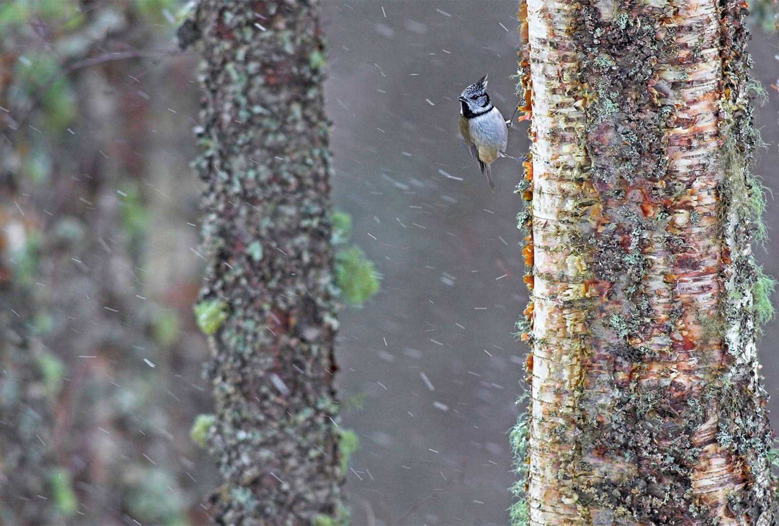 必应壁纸 2020年3月29日 一只经受暴风雨的冠山雀，苏格兰