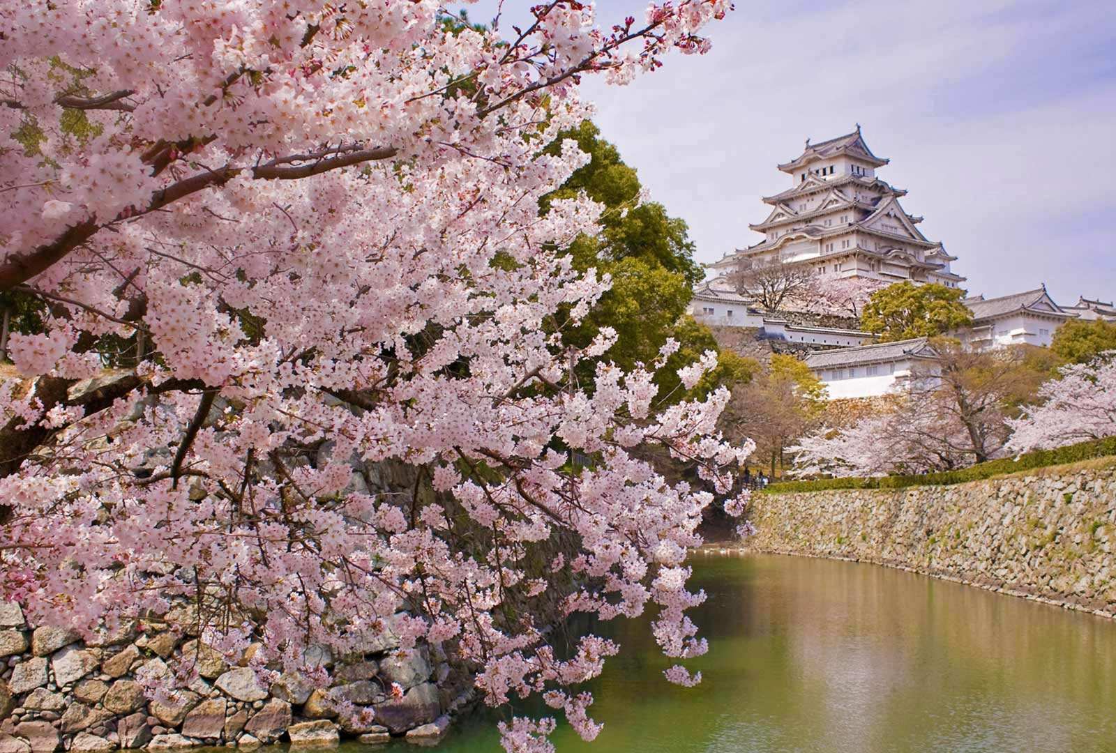 必应壁纸 2020年4月6日 盛开的樱花和姬路城，日本姬路