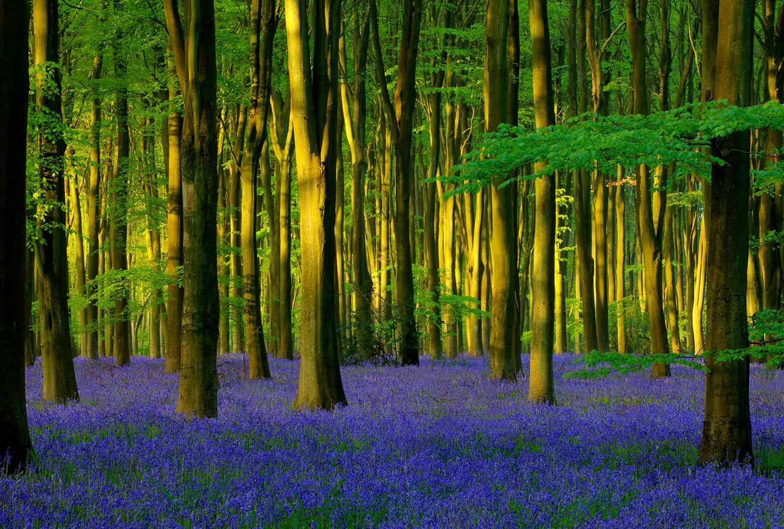 必应壁纸 2020年4月20日 Micheldever Wood的蓝铃花，英国汉普郡