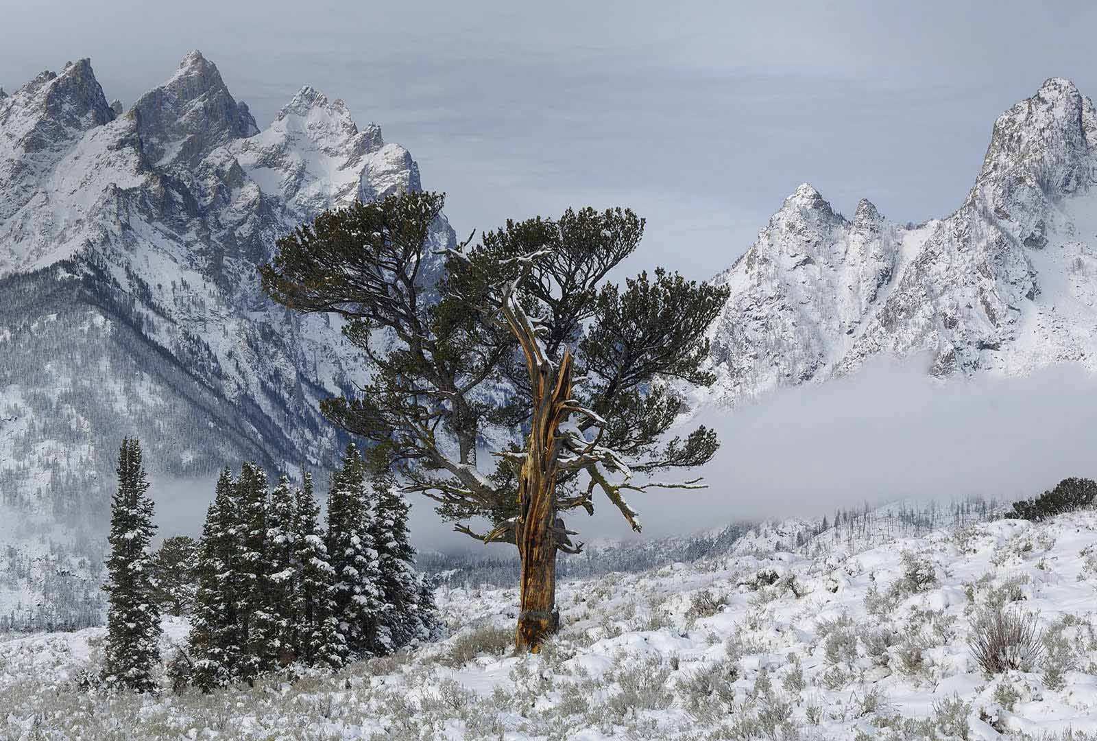 必应壁纸 2020年5月11日 大提顿国家公园中的Old Patriarch Tree，怀俄明州