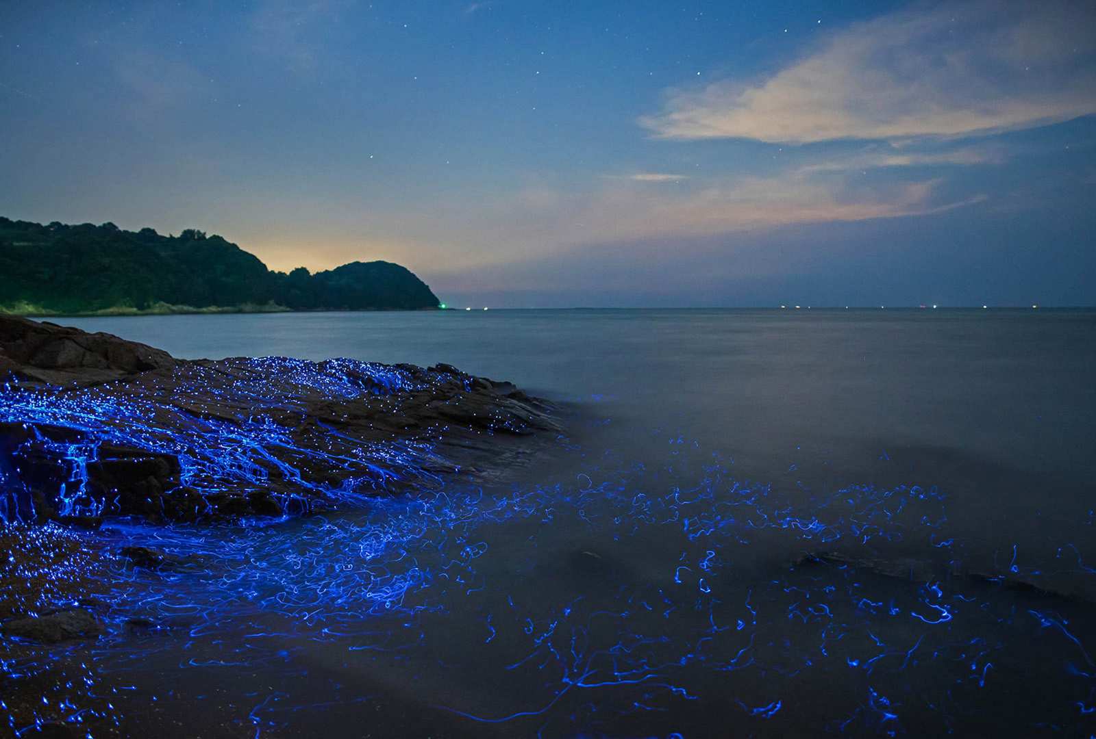 必应壁纸 2020年8月11日 冈山沿岸的发光海洋萤火虫，日本
