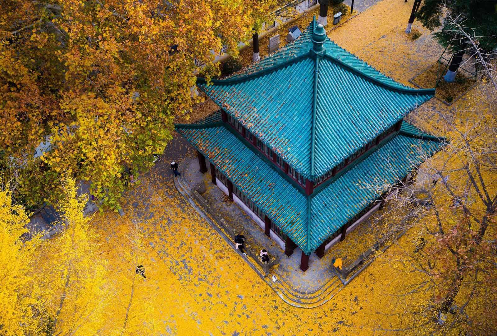 必应壁纸 2020年9月23日 玄武湖公园的金色银杏叶，中国南京