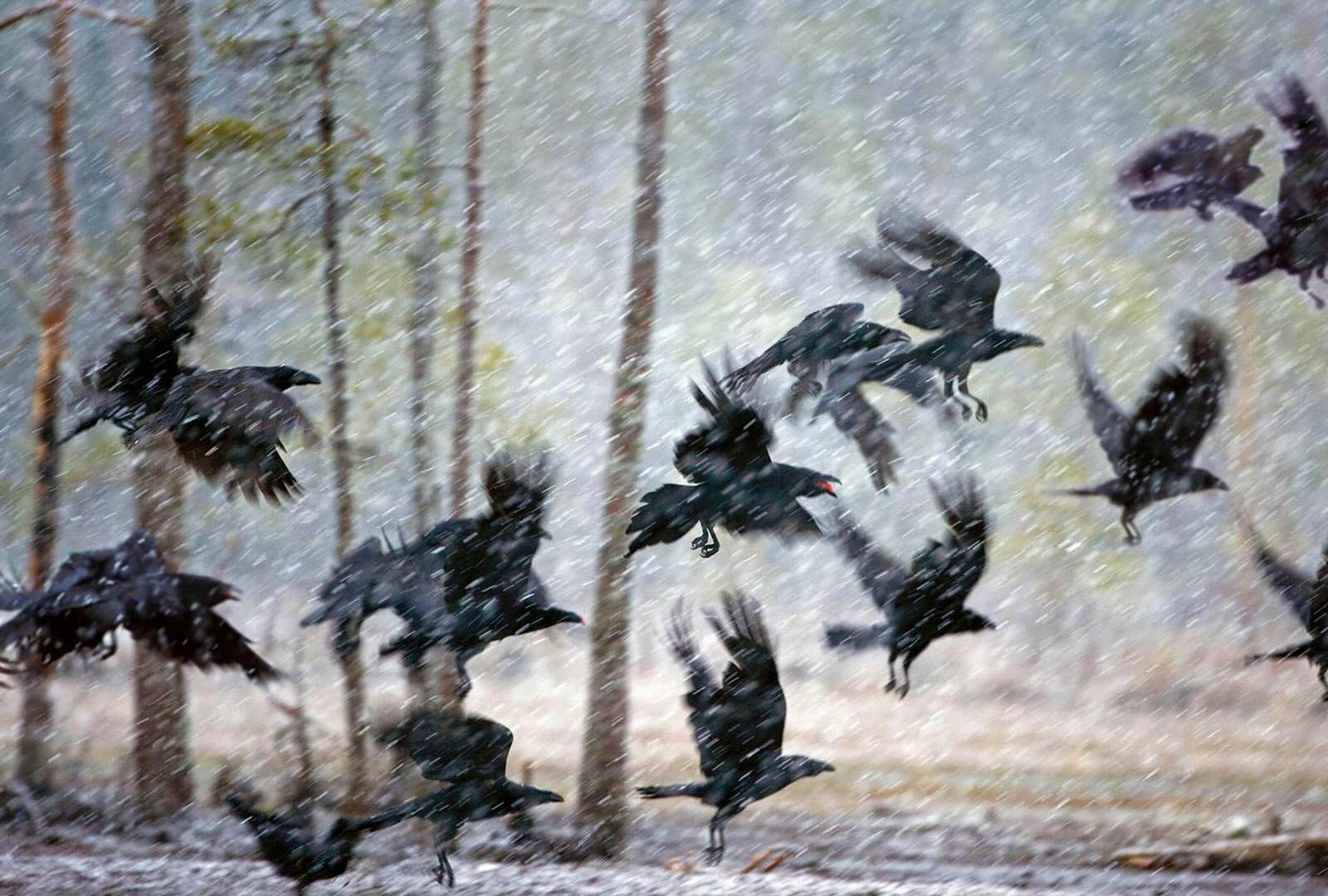 必应壁纸 2020年11月13日 库赫莫附近暴风雪中的乌鸦，芬兰