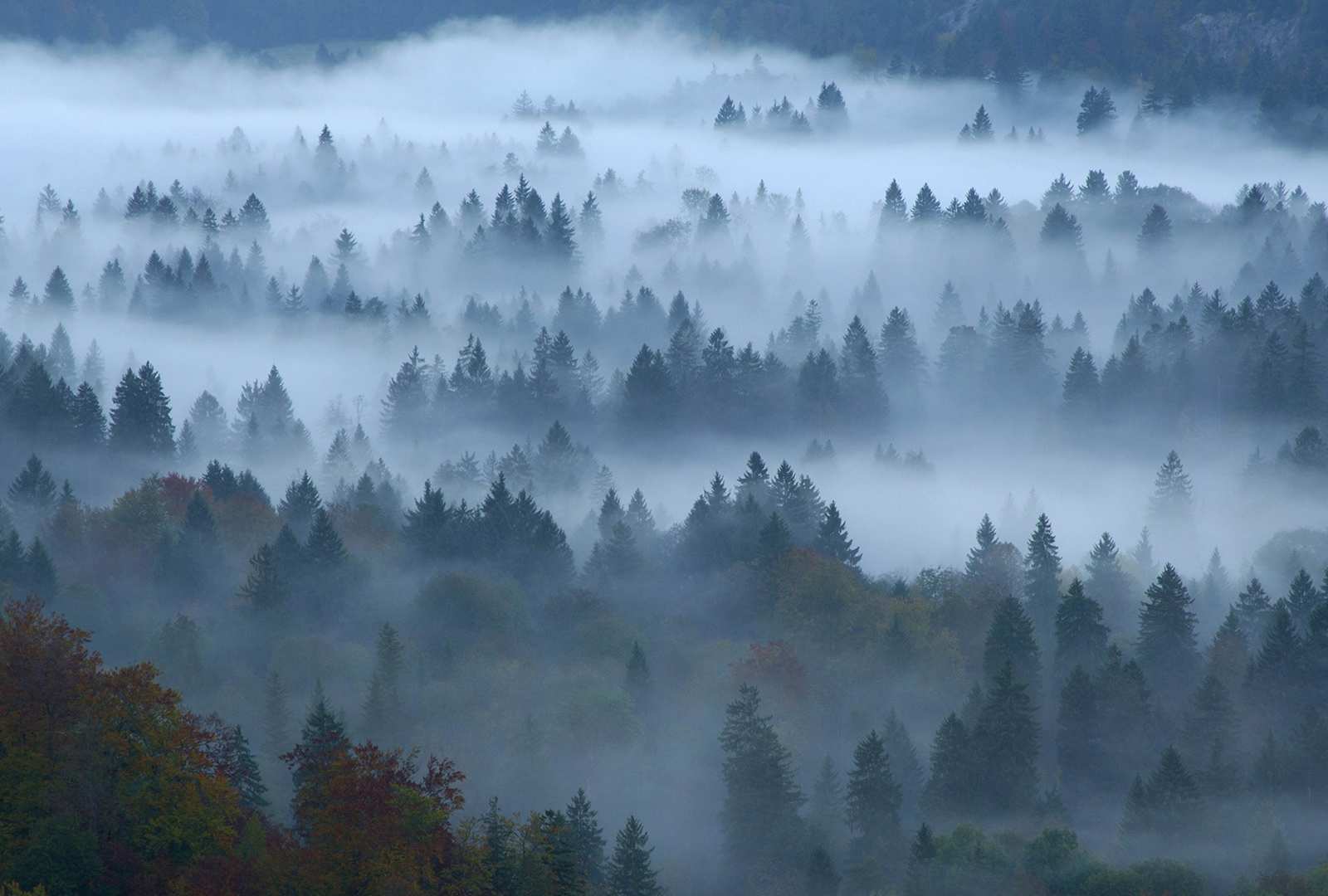 必应壁纸 2020年11月17日 Mixed forest, Füssen, Bavaria, Germany