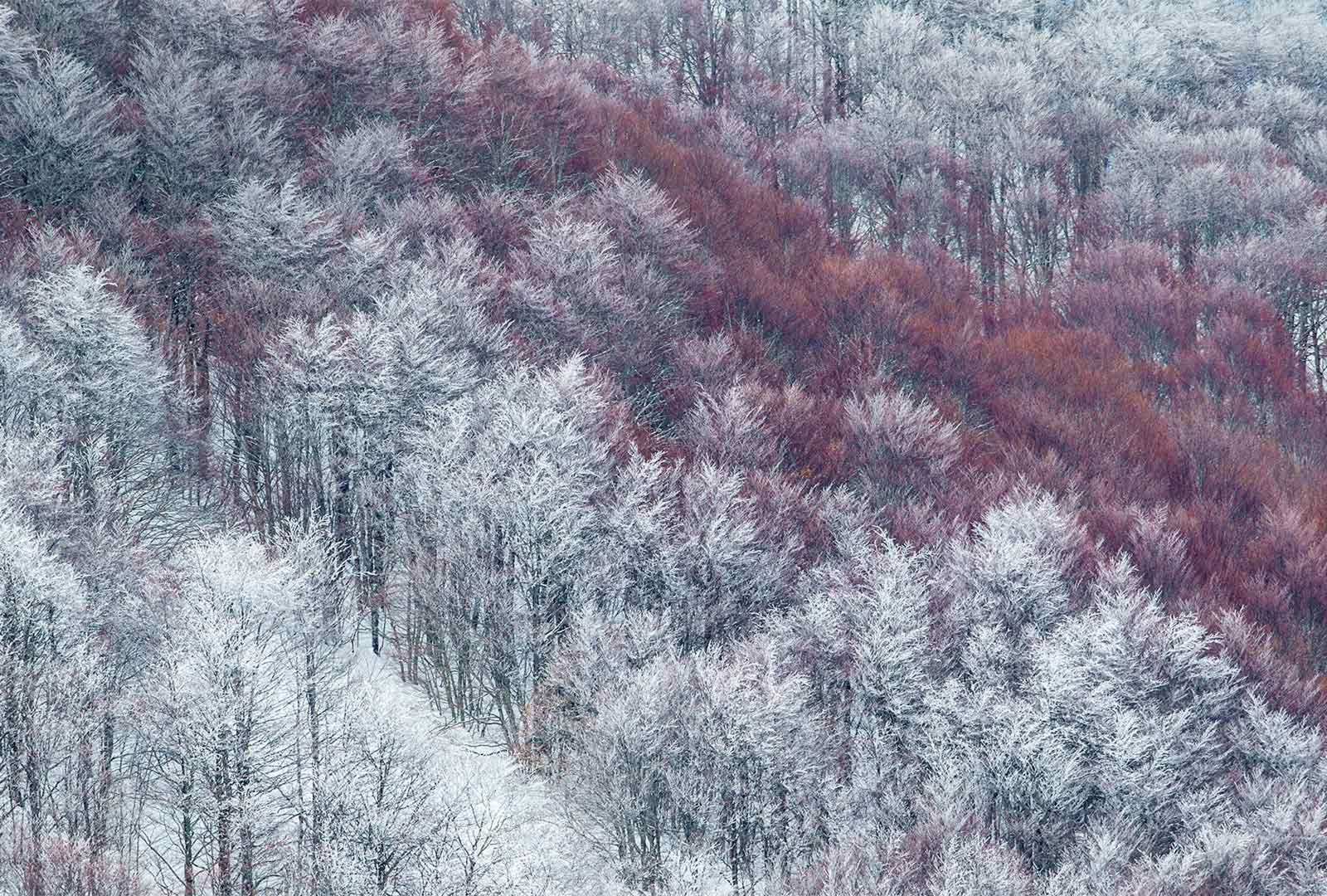 必应壁纸 2020年11月28日 部分被雪覆盖的Val Cervara山坡上的老山毛榉林，意大利蒙帕赛诺