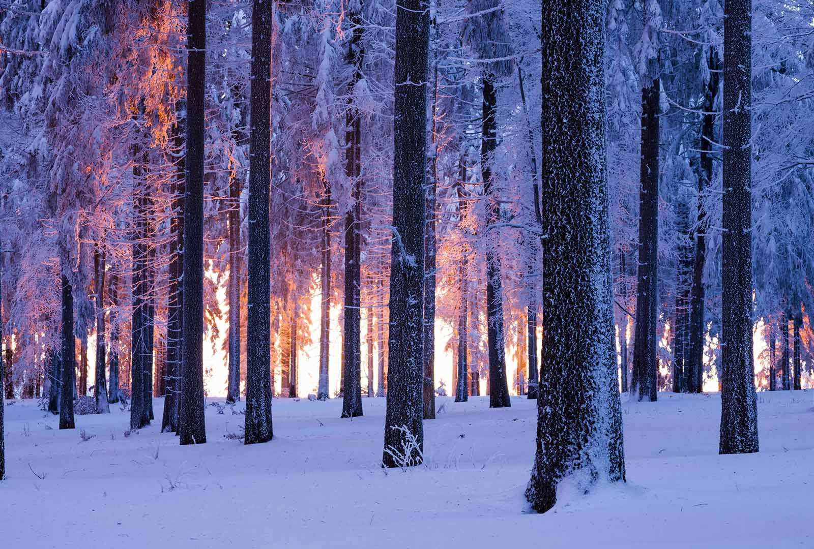 必应壁纸 2020年12月17日 日落时分被雪覆盖的挪威云杉林，德国图林根
