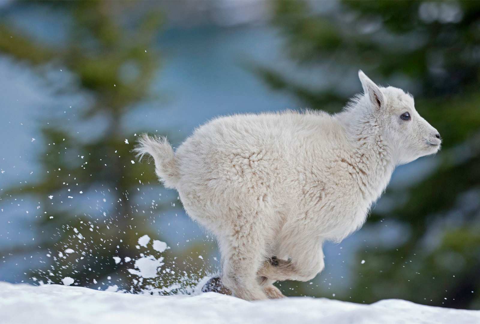 必应壁纸 2020年12月20日 蒙大拿州西部的小雪羊