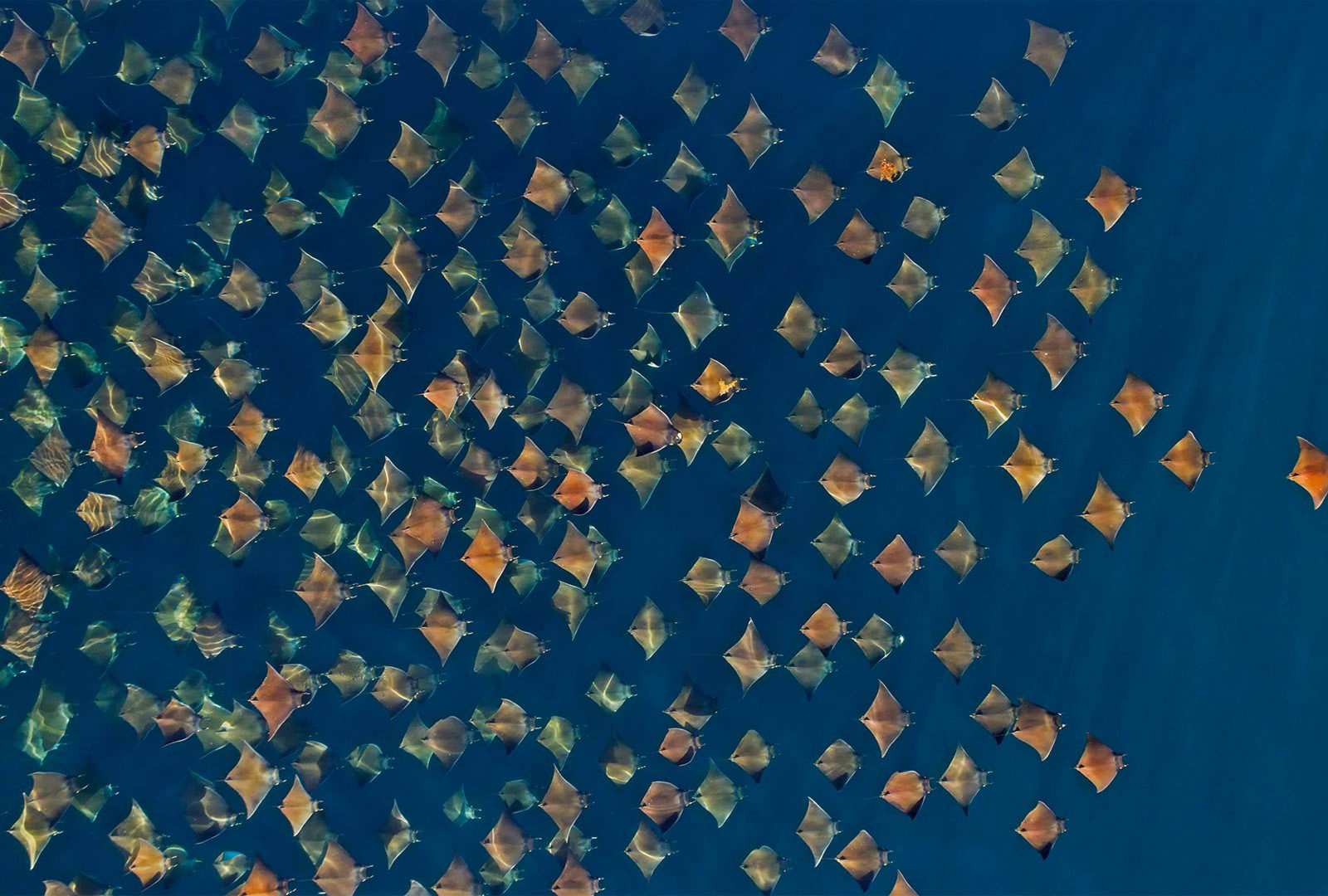 必应壁纸 2021年4月19日 大群的芒基蝠鲼跃出水面，墨西哥加利福尼亚湾