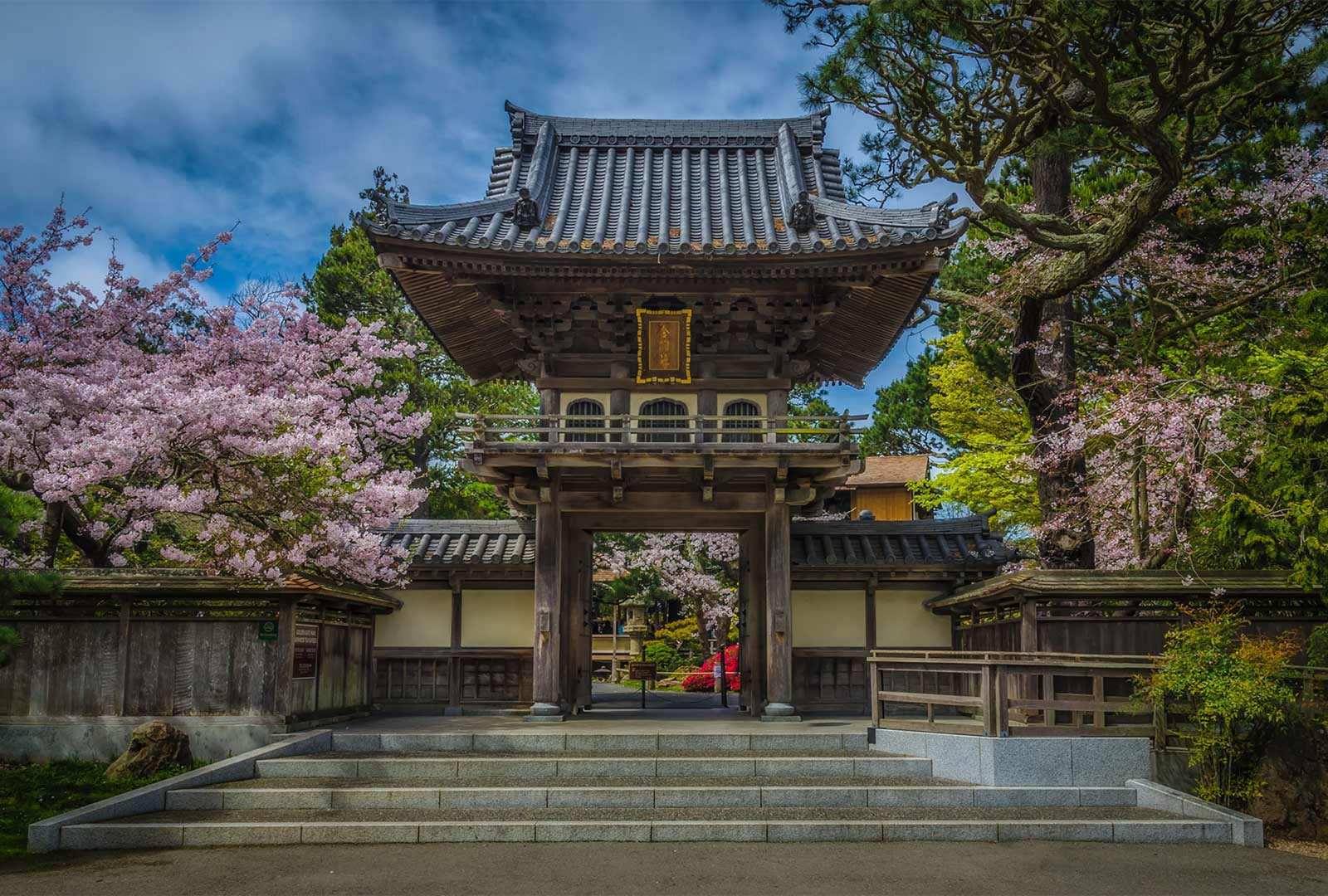 必应壁纸 2021年5月1日 金门公园中日本茶园里盛开的樱花，加州旧金山