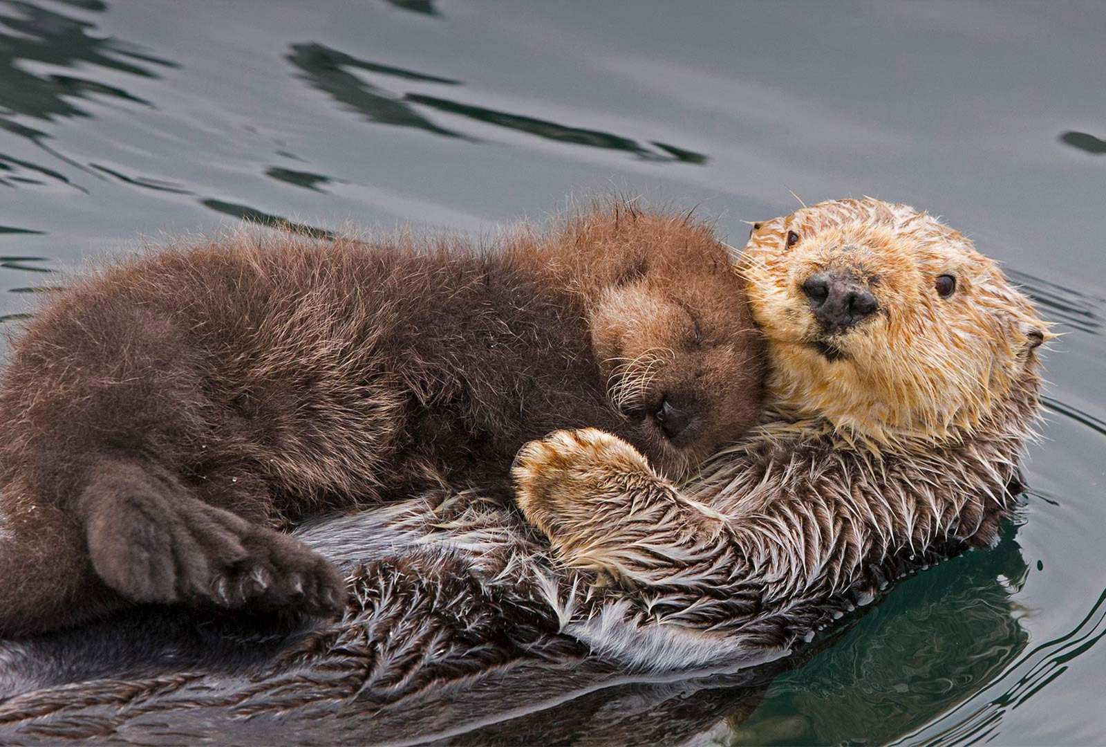 必应壁纸 2021年5月9日 海獭妈妈和新生的幼崽，加利福尼亚州蒙特雷湾
