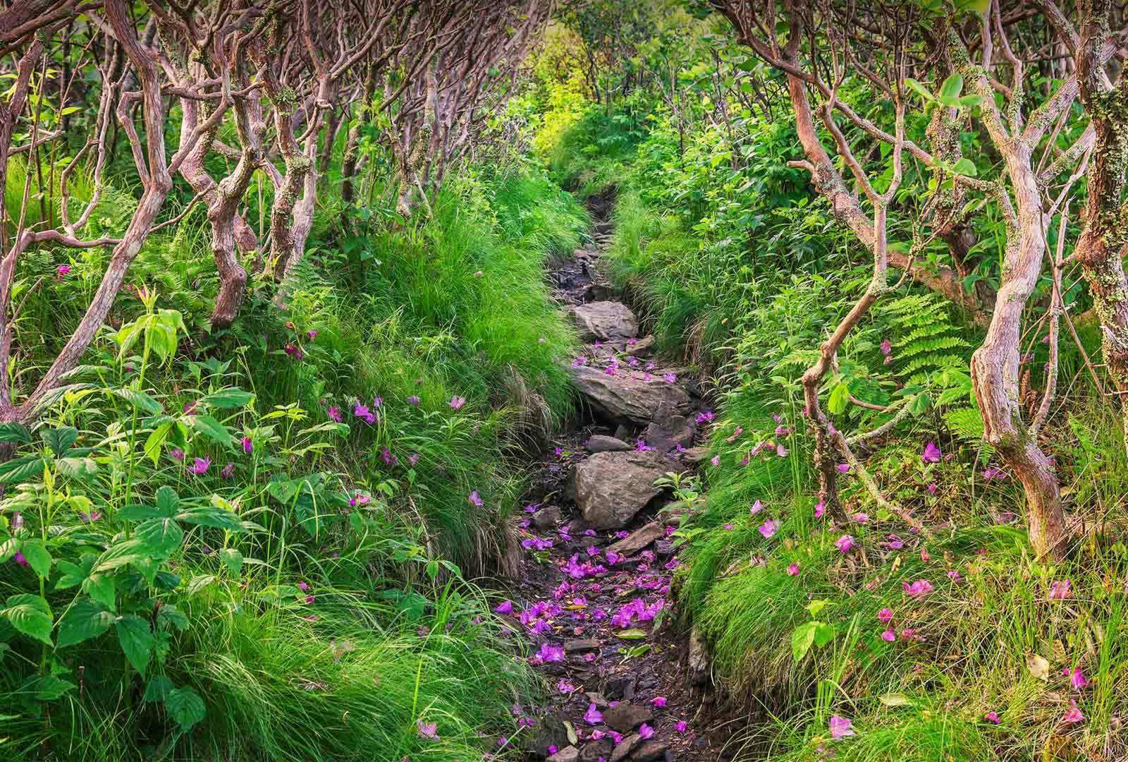 必应壁纸 2021年5月19日 飘落的杜鹃花瓣铺在Grassy Ridge Bald山的小径上，北卡罗莱纳州皮斯加国家森林