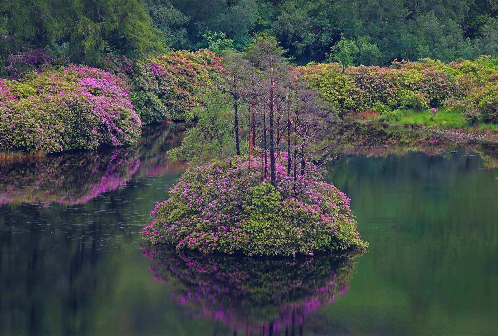 必应壁纸 2021年6月11日 格伦·埃蒂夫盛开着石南花的小湖，苏格兰