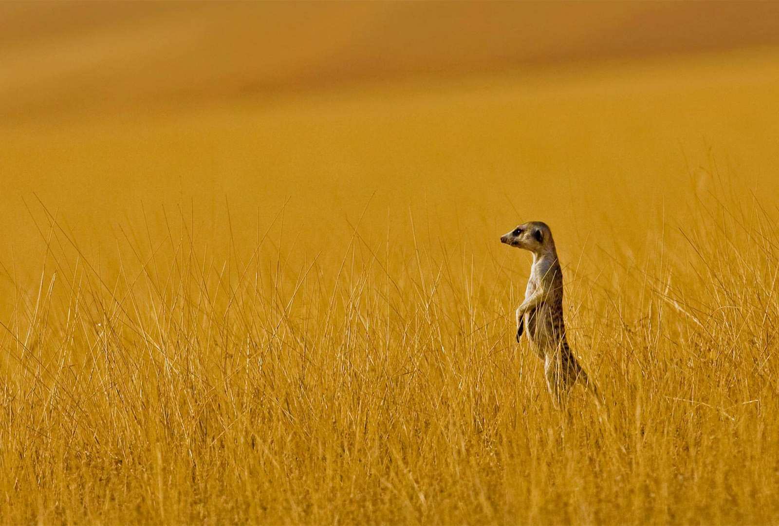 必应壁纸 2021年7月2日 A meerkat in Namibia