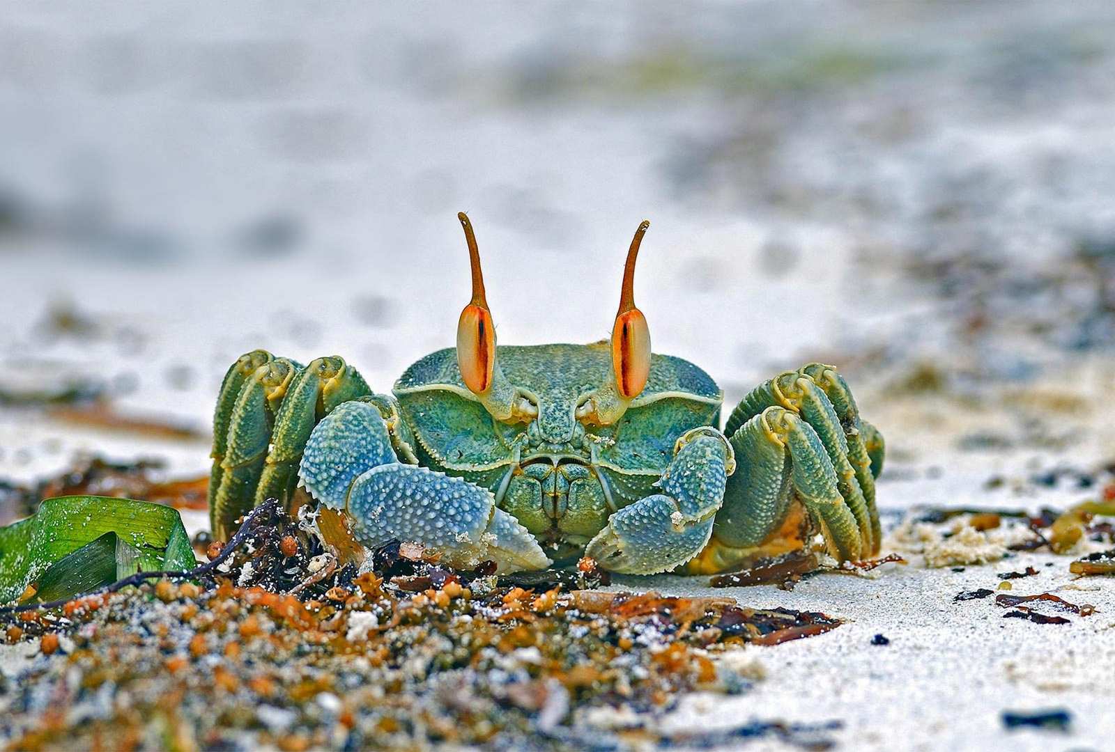 必应壁纸 2021年8月13日 安斯海滩上的角眼沙蟹，塞舌尔普拉兰岛