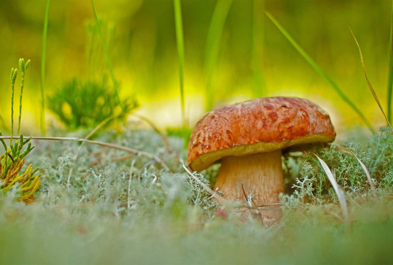 必应壁纸 2021年9月1日 一朵牛肝菌