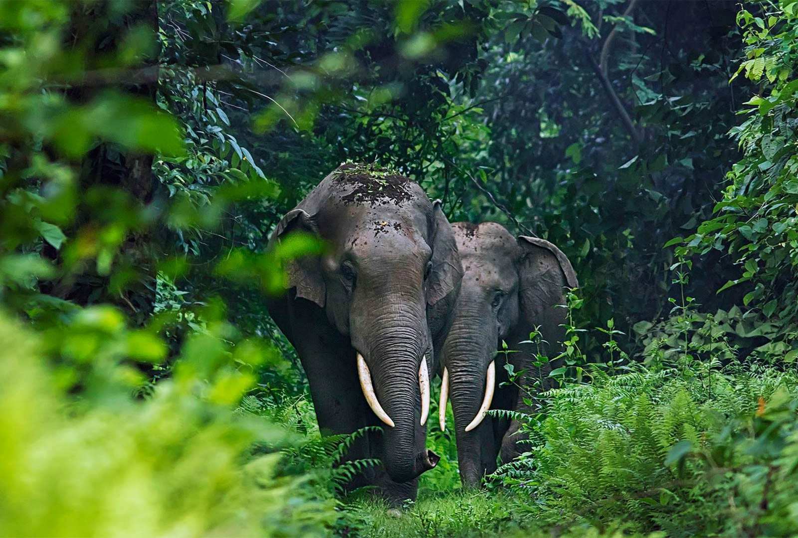 必应壁纸 2021年9月12日 Asian elephants in West Bengal, India