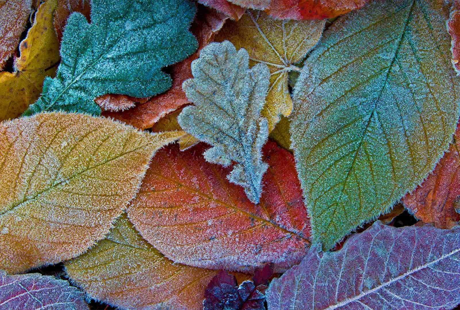 必应壁纸 2021年12月3日 Autumn leaves coated with frost