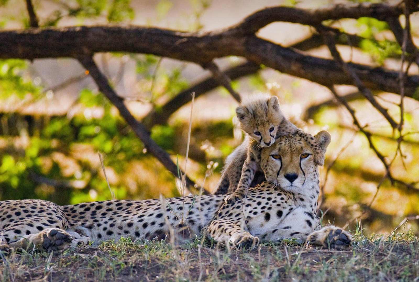 必应壁纸 2021年12月4日 Mother cheetah and her cub in the Maasai Mara nature reserve, Kenya