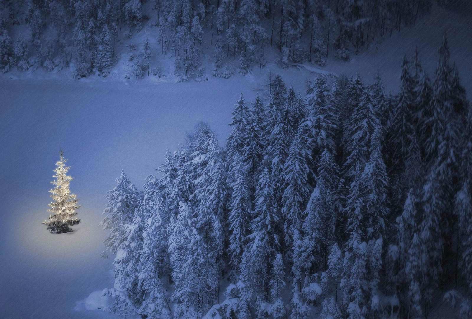 必应壁纸 2021年12月24日 湖畔的一棵小圣诞树，奥地利魏森湖