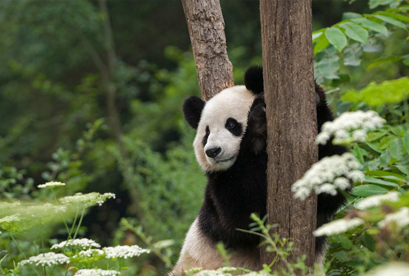 必应壁纸 2022年3月16日 在那可爱的外表下……