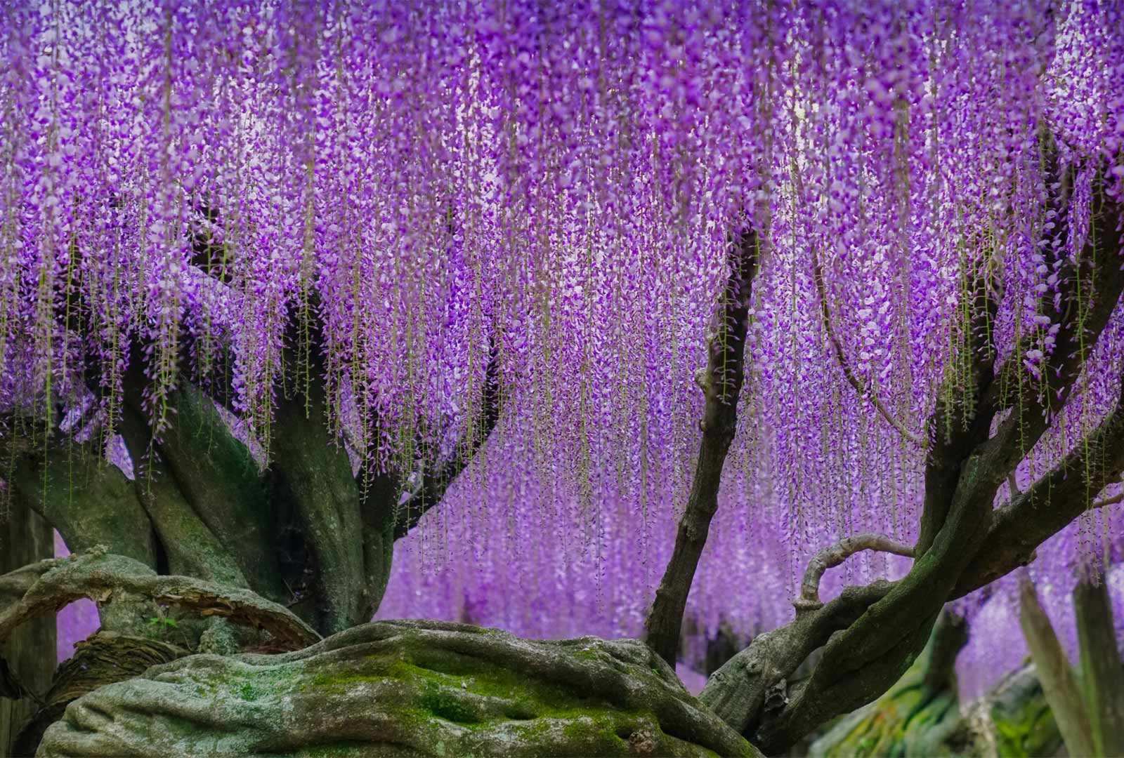 必应壁纸 2022年3月28日 日本的紫色天堂