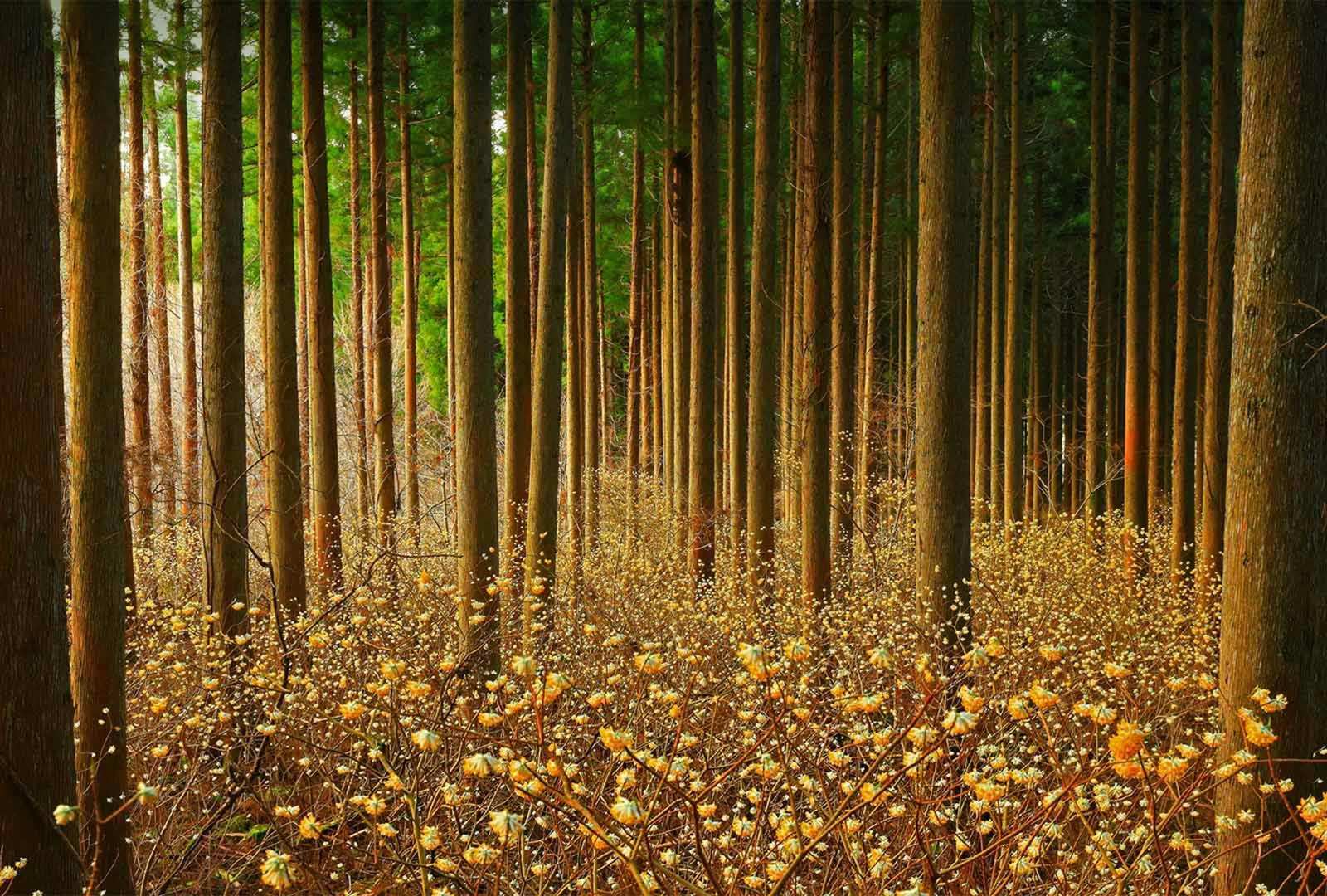 必应壁纸 2022年4月13日 是金色的花朵？还是造纸的灵魂？