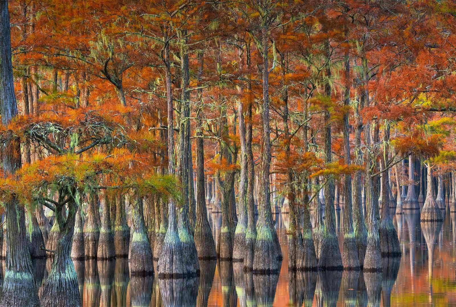 必应壁纸 2022年10月21日 美国南部的别样秋景