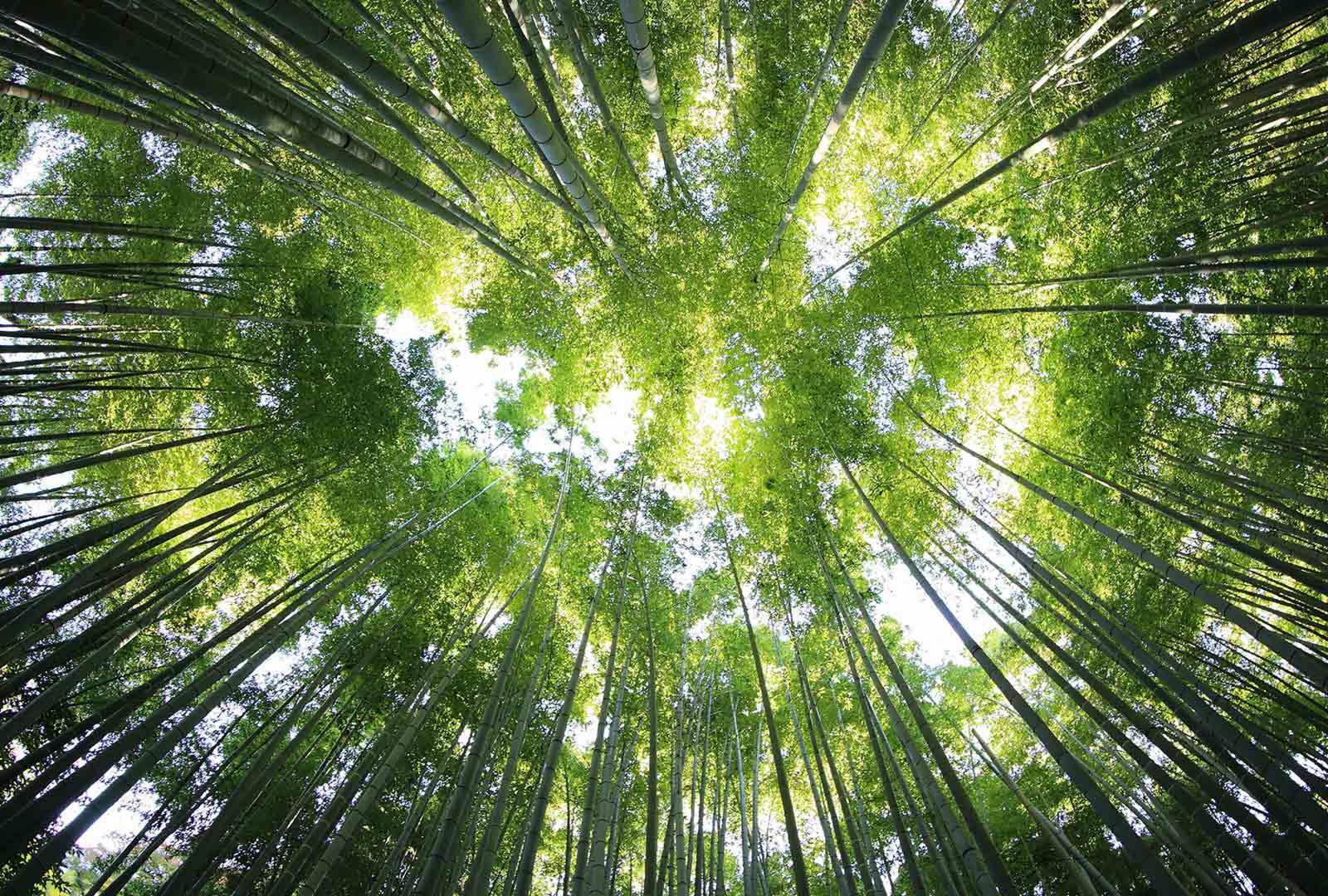 必应壁纸 2022年12月5日 绿意盎然