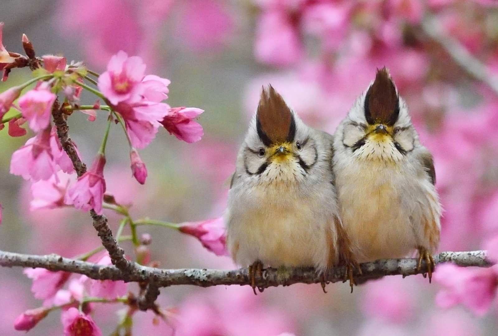 必应壁纸 2023年4月19日 一对互相依偎的褐头凤鹛