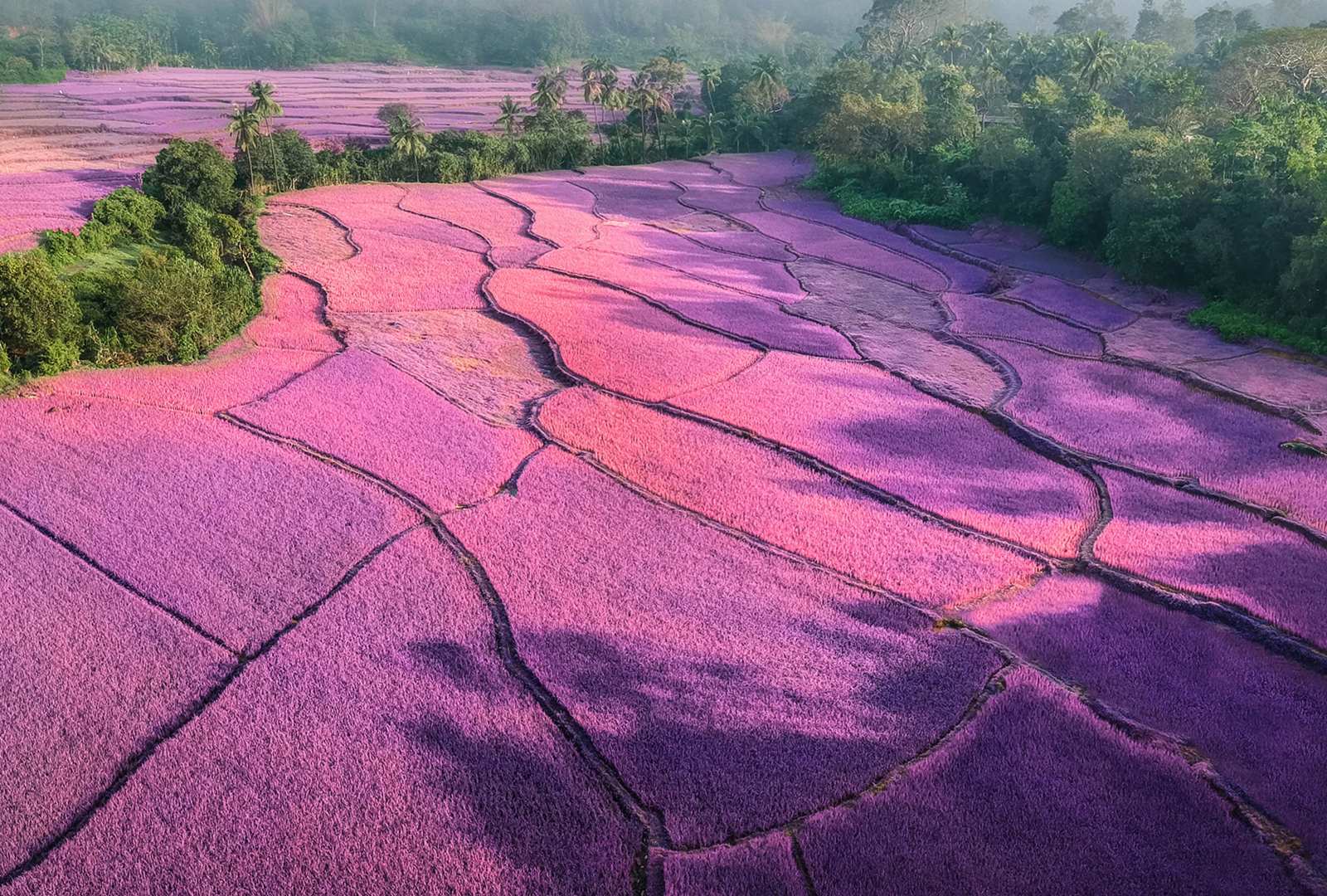 必应壁纸 2023年4月23日 梦幻般的紫色