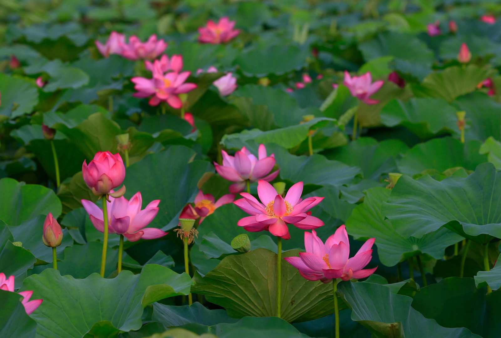 必应壁纸 2023年6月21日 夏日仙境