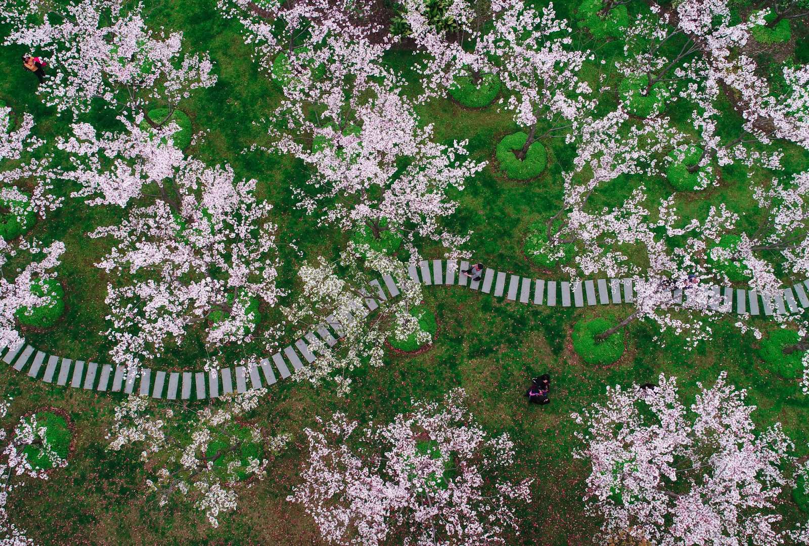 必应壁纸 2024年3月28日 花香满径