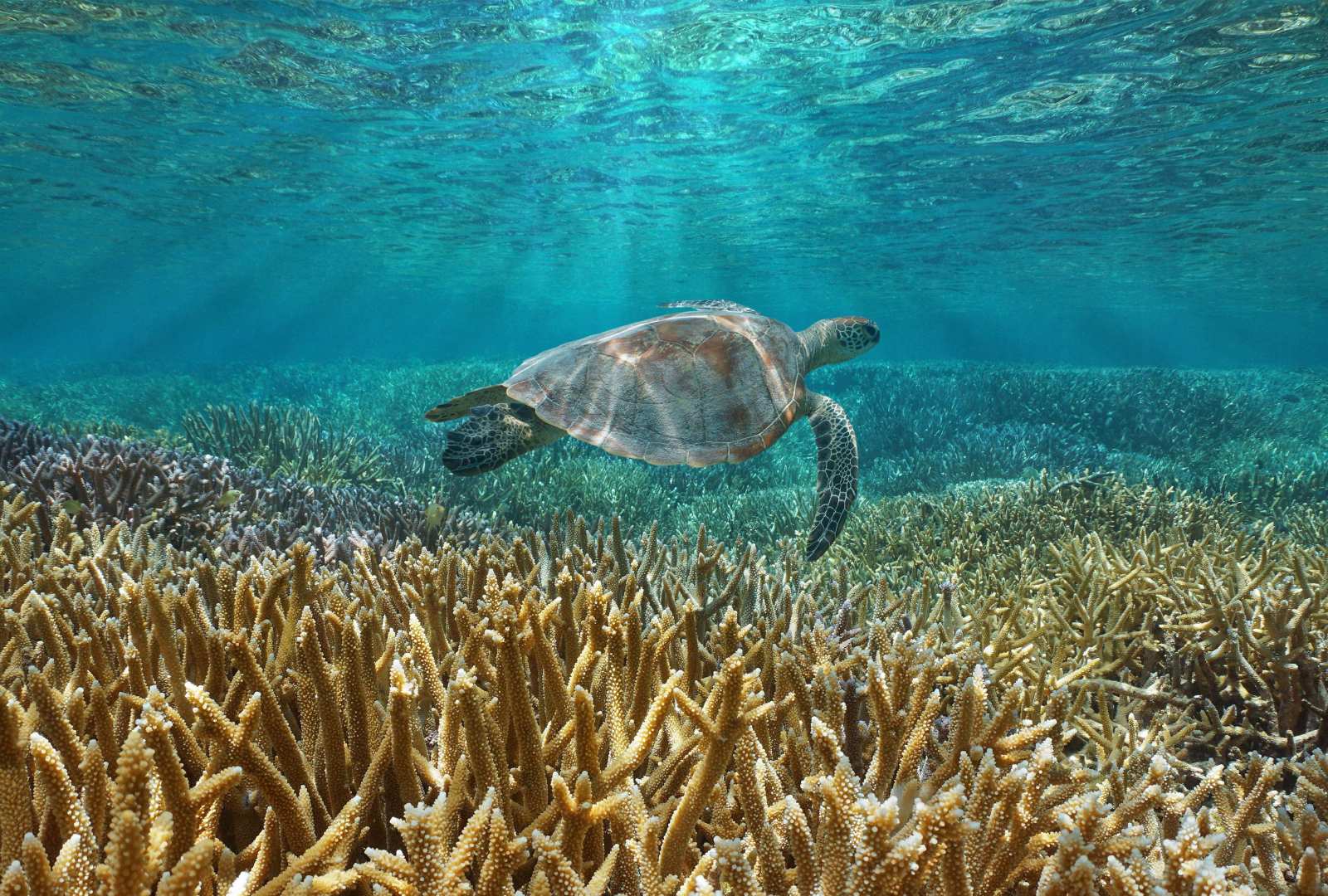 必应壁纸 2024年12月28日 保护海洋生物——绿海龟