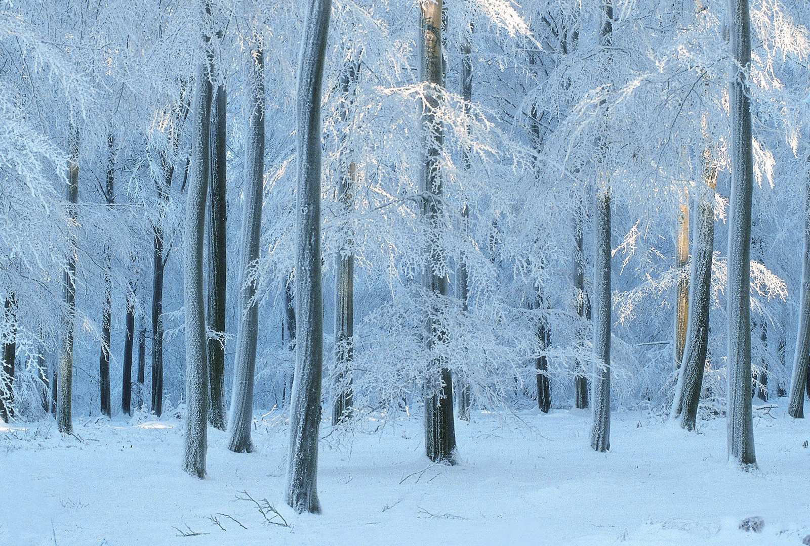 必应壁纸 2025年1月26日 优雅地老去
