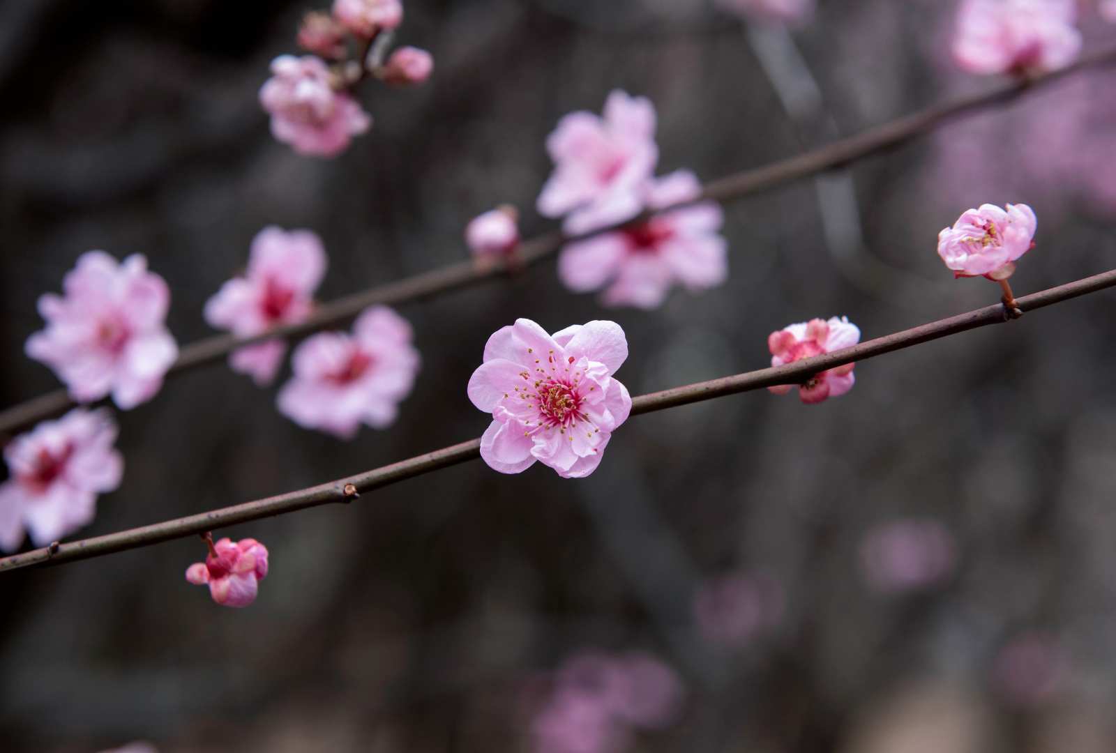 必应壁纸 2025年3月7日 花开中国