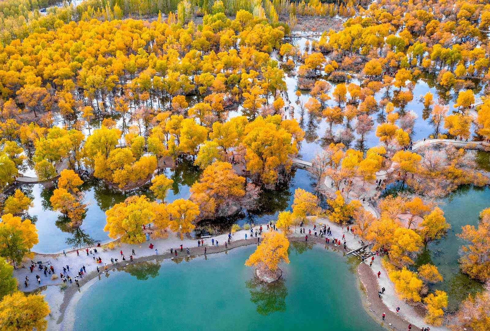 必应壁纸 2025年10月27日 被胡杨树围绕着的湖, 金塔县, 酒泉,