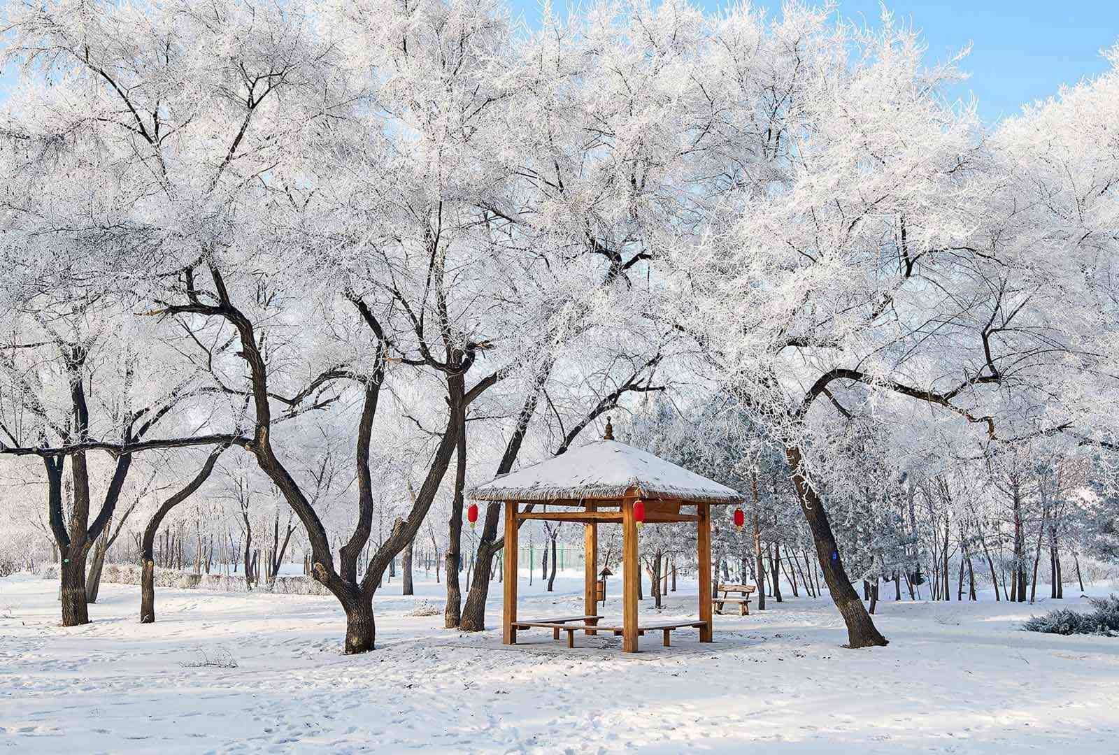 必应壁纸 2025年12月21日 美丽的雾凇景色