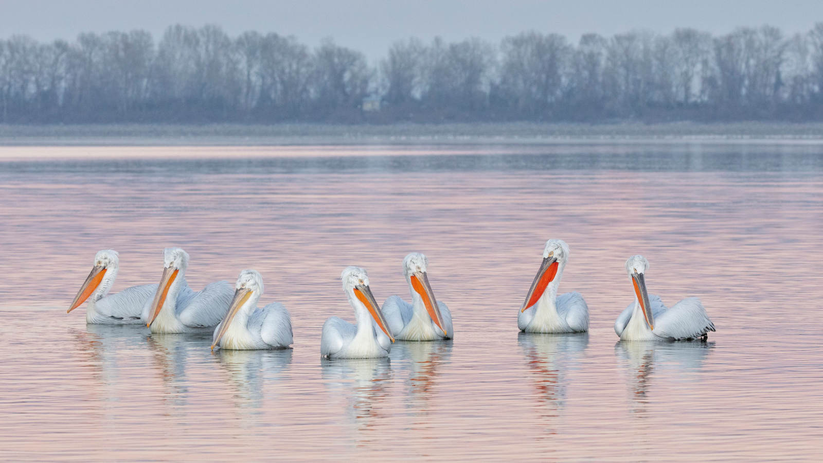 必应壁纸 2026年1月27日 羽翼预告：前方有鹈鹕