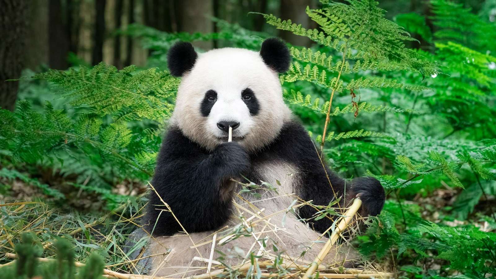 必应壁纸 2026年3月16日 走进熊猫世界