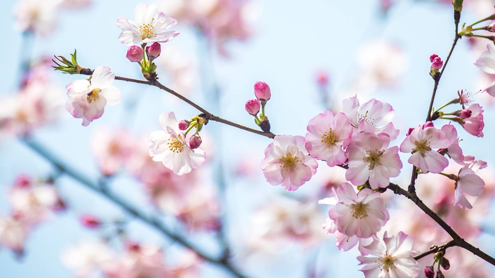 必应壁纸 2026年3月20日 春日绯梦