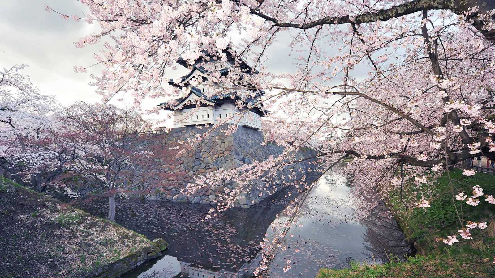 必应壁纸 2026年4月6日 芬芳四月