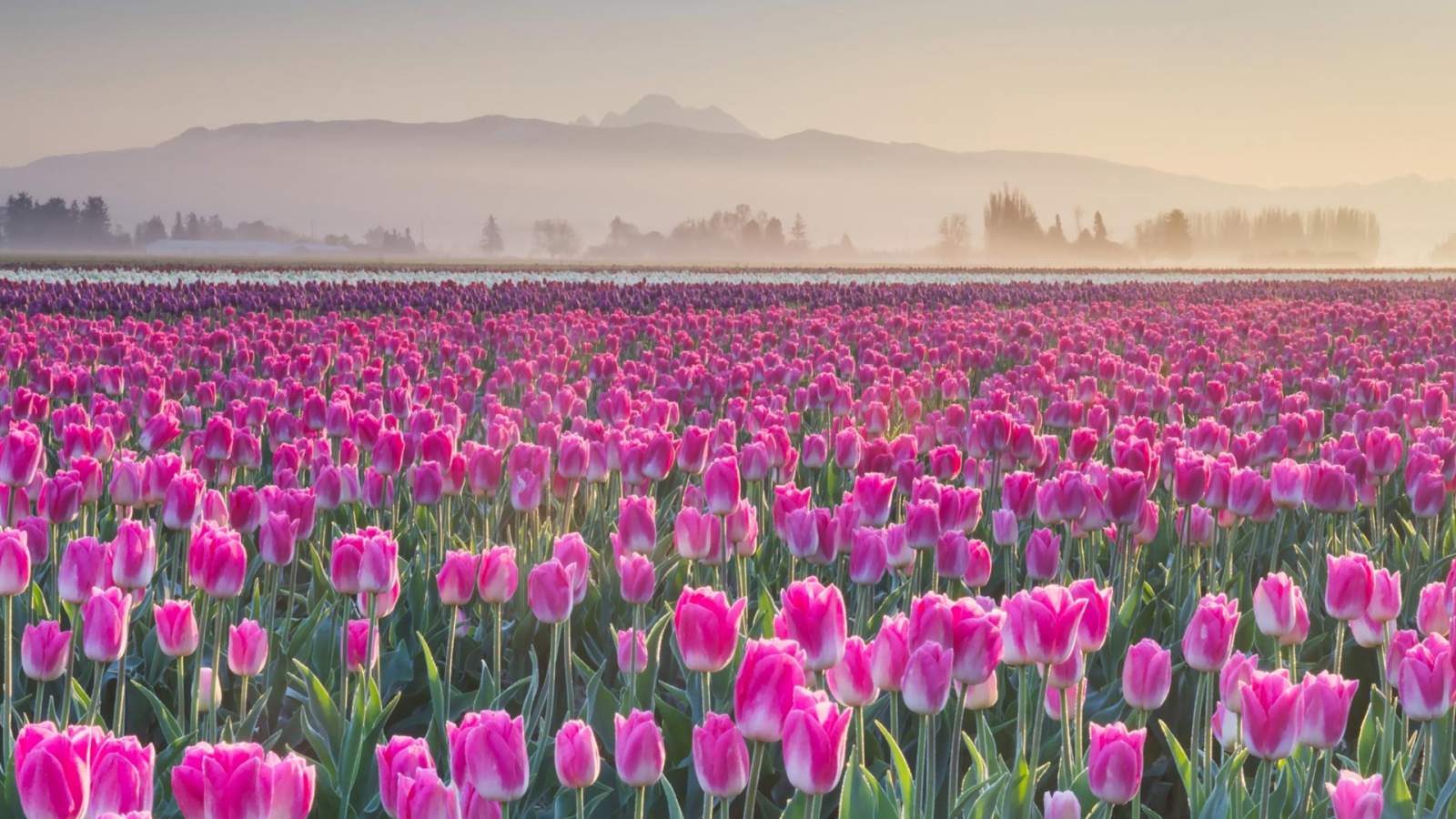 必应壁纸 2026年4月16日 花瓣巡游