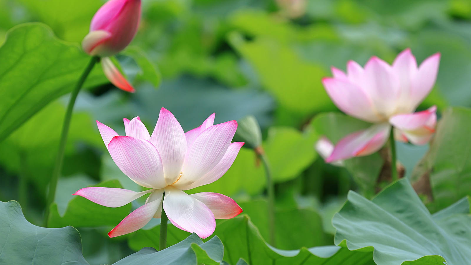 必应壁纸 2026年5月5日 藕花风起，首夏清和
