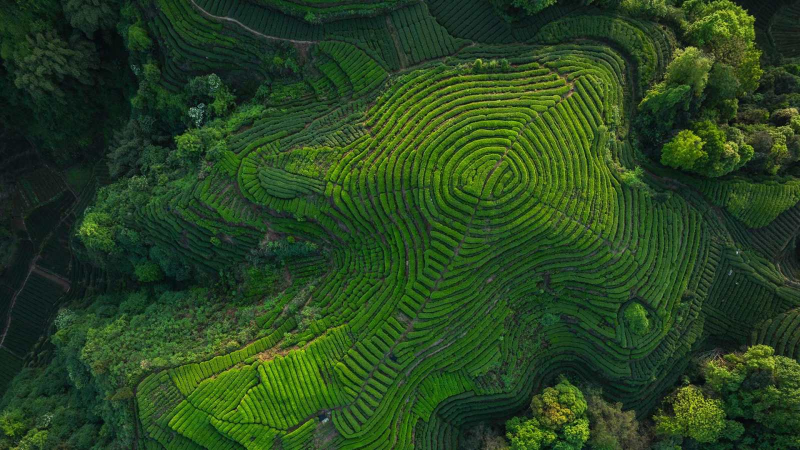 必应壁纸 2026年5月21日 酿造传承