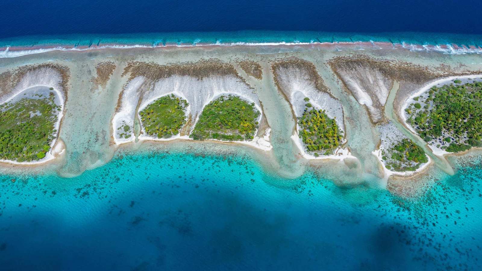 必应壁纸 2026年5月22日 海洋生命的律动