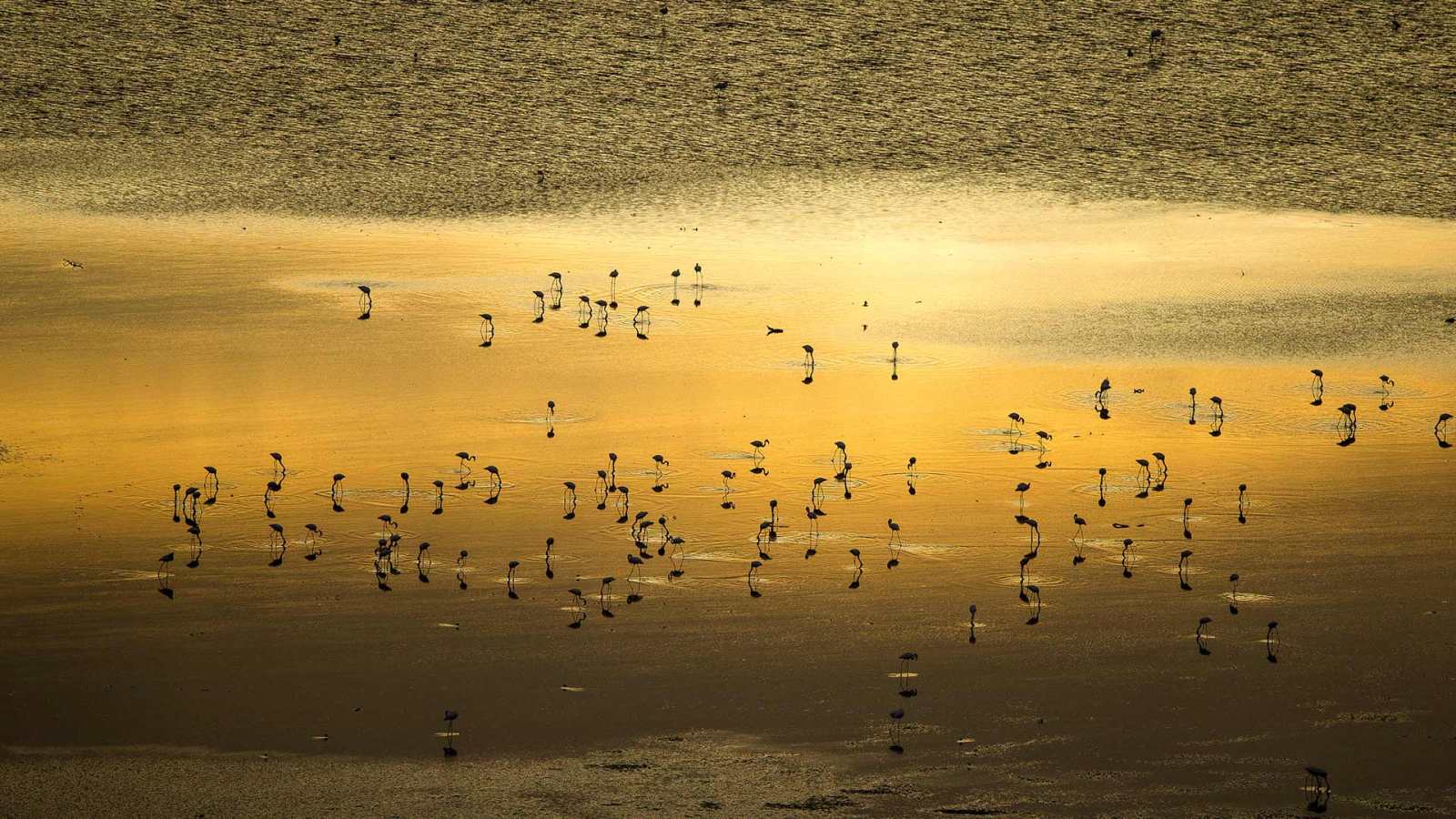 必应壁纸 2026年8月27日 湖水、野生动物与奇景