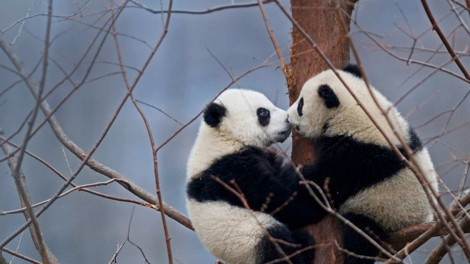 必应壁纸 2018年7月6日 【今日国际接吻节】两只大熊猫宝宝，中国