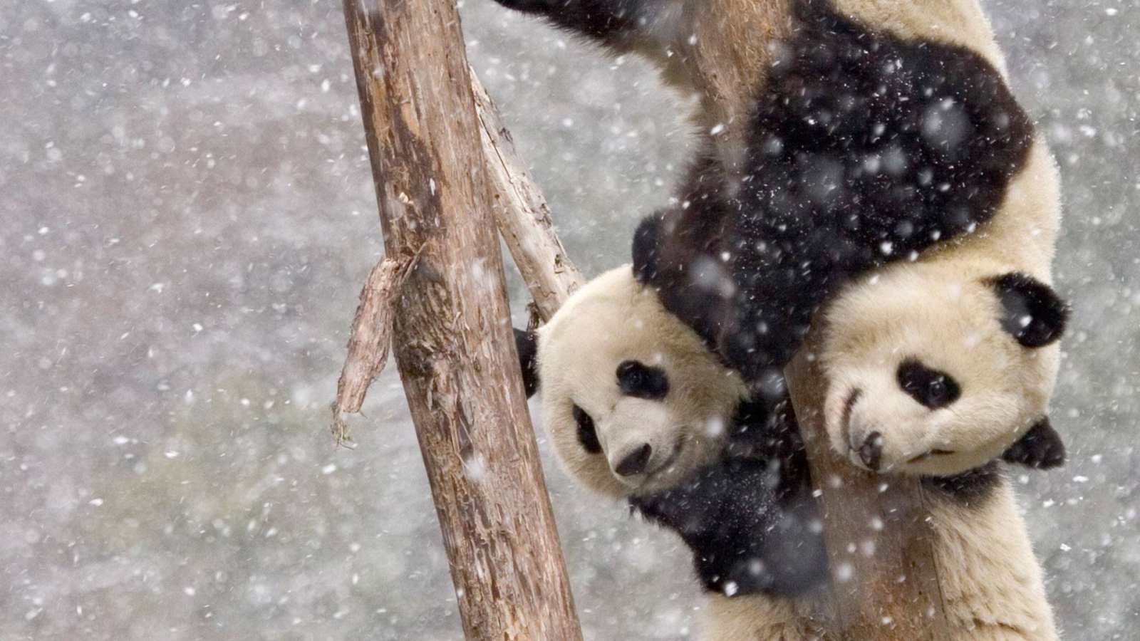 必应壁纸 2017年12月7日 【今日大雪】暴风雪中两只在树干上攀爬的大熊猫，中国四川