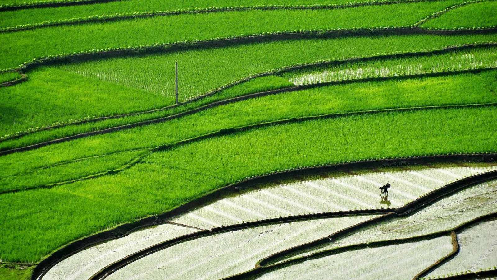必应壁纸 2016年4月19日 【今日谷雨】四川省，正在梯田里插秧的农民